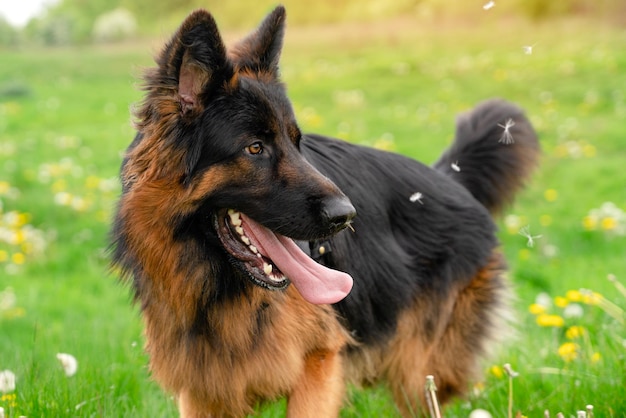 Deutscher Schäferhund im Geschirr für einen Spaziergang im Park auf dem Gras am sonnigen Frühlingstag