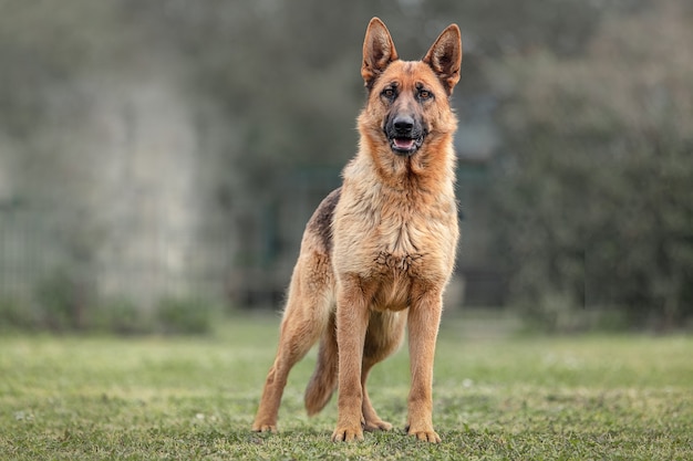 Deutscher Schäferhund im Gras draußen