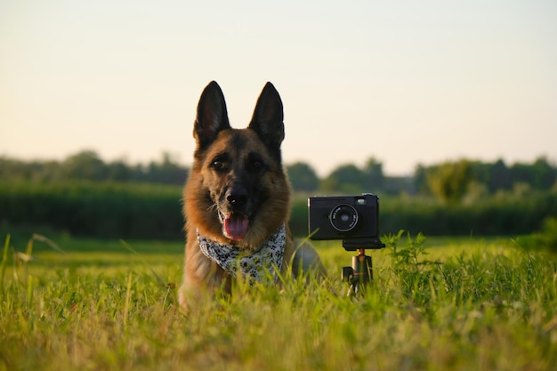 Deutscher Schäferhund im grünen Gras bei Sonnenuntergang im Sommer. Hund trägt weißes Bandana mit Pfoten