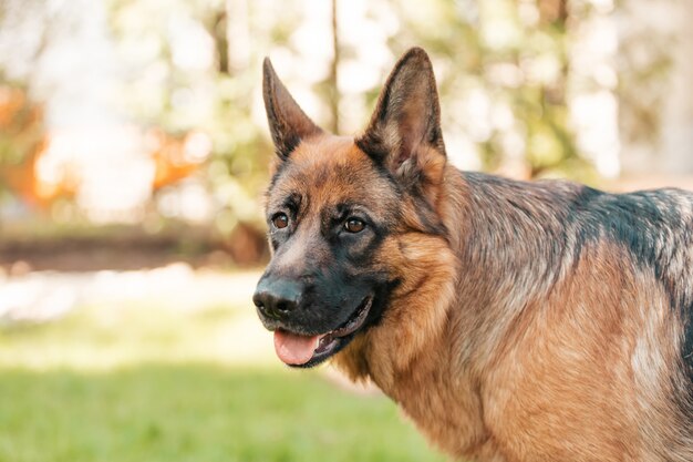 Deutscher Schäferhund im Park. Porträt eines reinrassigen Hundes.