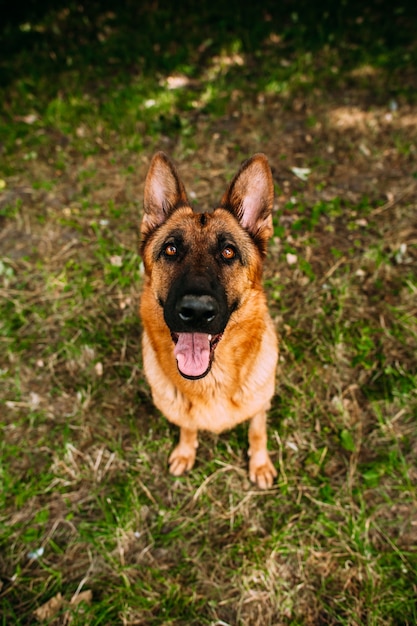 Deutscher Schäferhund im Park