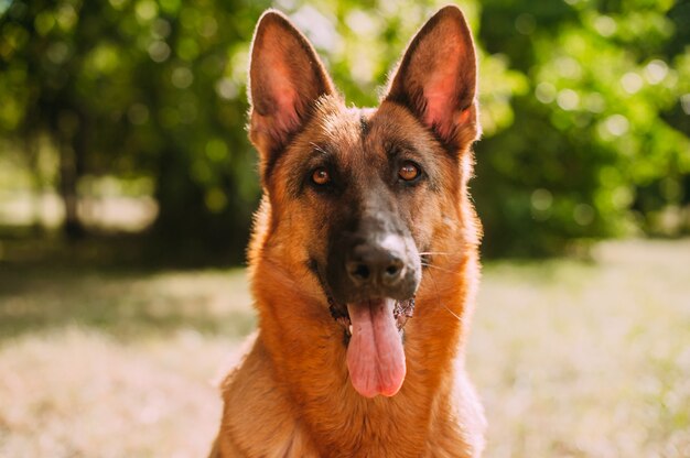 Deutscher Schäferhund im Park