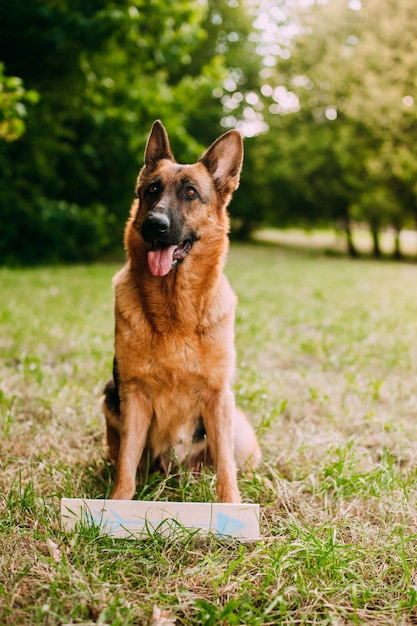 Deutscher Schäferhund im Park