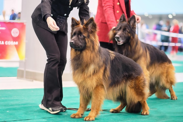 Deutscher Schäferhund im Ring bei der Hundeausstellung im Ring