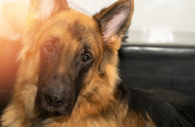 Deutscher Schäferhund-Kopfschuss-Porträt auf heimischem Hintergrund