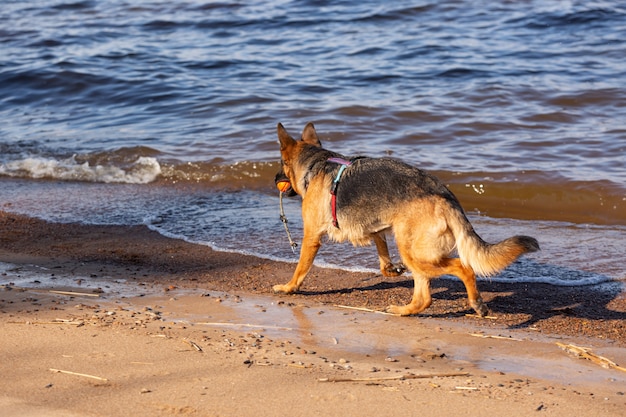 Deutscher Schäferhund läuft am Meer entlang mit einem orangefarbenen Ball im Maul.