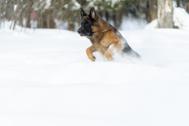 Deutscher Schäferhund läuft durch tiefen Schnee