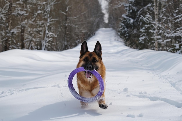 Deutscher Schäferhund läuft im Winter mit rundem Ring in den Zähnen entlang der verschneiten Waldstraße