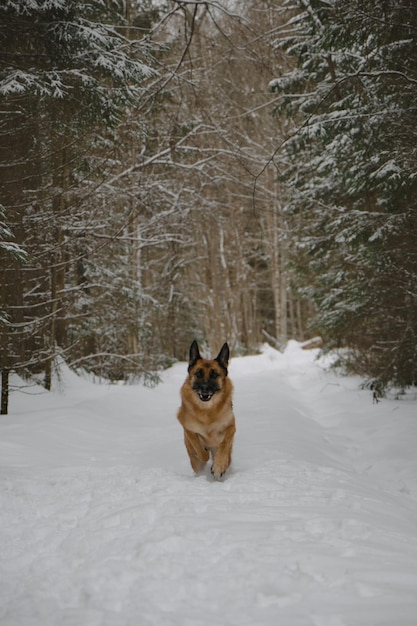 Deutscher Schäferhund läuft schnell entlang der Spur im verschneiten Winterwald Porträt in Bewegung