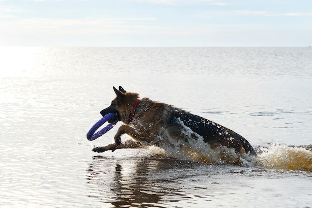 Deutscher Schäferhund läuft schnell mit Spielzeug in den Zähnen zum Schwimmen in den See und Wasserspritzer fliegen