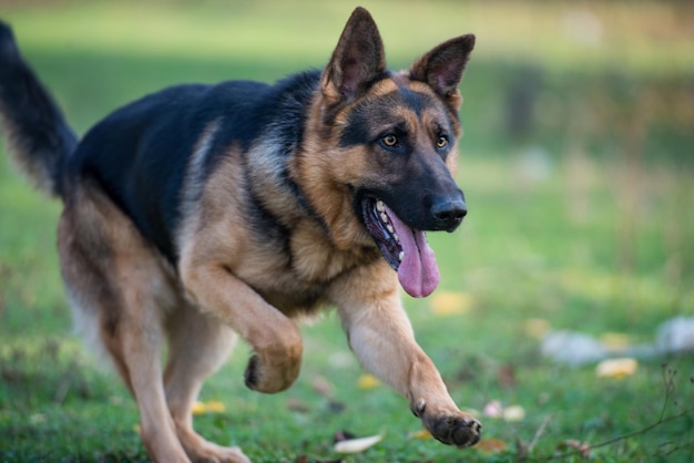 Deutscher Schäferhund läuft