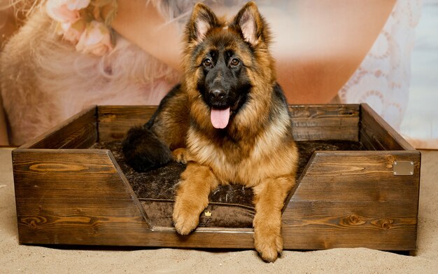 Deutscher Schäferhund lag in einem speziellen Bett für den Hund. Foto in hoher Qualität