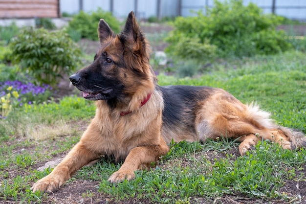 Deutscher Schäferhund liegt auf dem Gras Großer Wachhund zu Hause