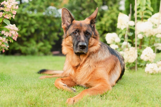 Deutscher Schäferhund liegt auf grünem Rasen zwischen den Blumen Haustierporträt außerhalb des Sommergartens