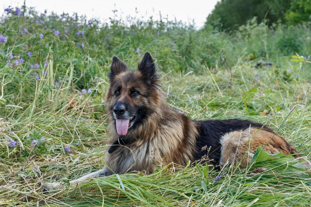 Deutscher Schäferhund liegt im Gras.