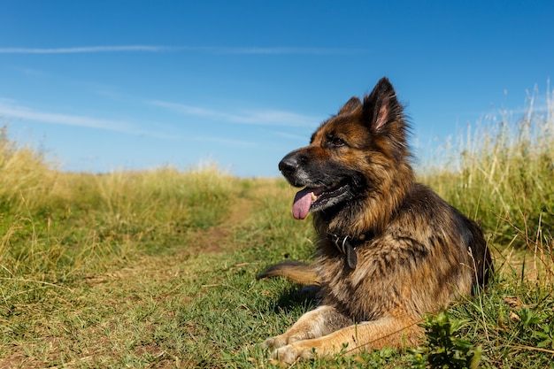 Deutscher Schäferhund liegt mit seiner Zunge im Gras gegen den blauen Himmel.