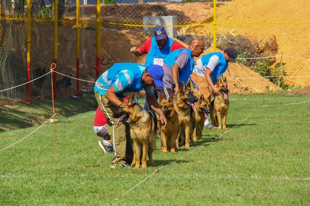 Foto deutscher schäferhund mit einem trainer, hundewettbewerb