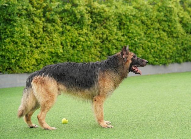 Deutscher Schäferhund mit nassem Fell steht auf Gras im Hinterhof