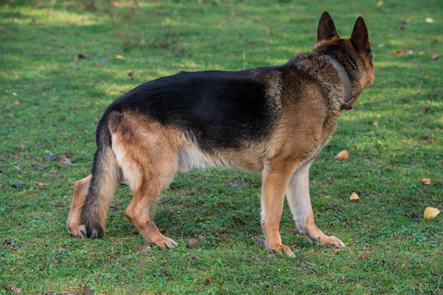 Foto deutscher schäferhund portrait seitenansicht