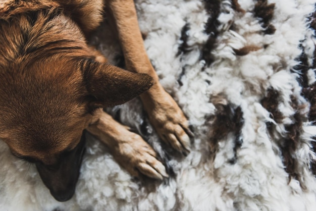 Deutscher Schäferhund schläft zu Hause auf Teppich