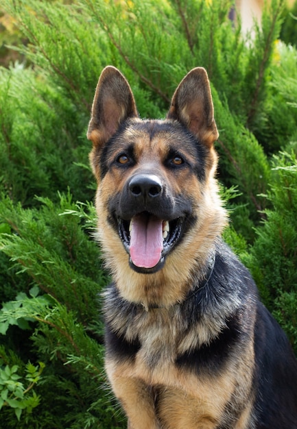 Deutscher Schäferhund sitzt auf dem grünen Gras