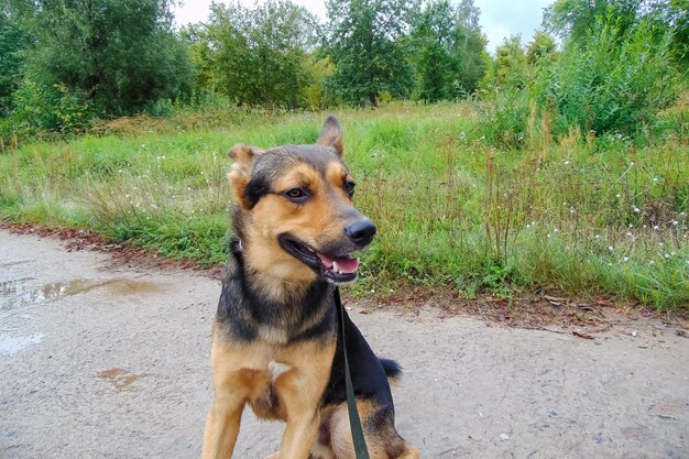 Deutscher Schäferhund sitzt aus nächster Nähe auf dem Bürgersteig