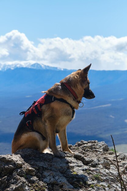 Deutscher Schäferhund sitzt im Frühjahr am Rand der Klippe Natur des Nordkaukasus