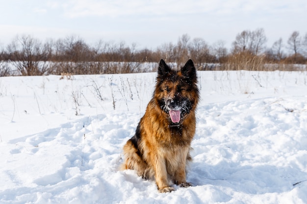 Deutscher Schäferhund sitzt im Schnee, Hund mit vor Vergnügen geschlossenen Augen und hervorstehender Zunge