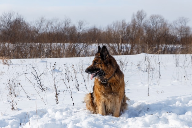 Deutscher Schäferhund sitzt im Schnee und schaut weg, Wintertag