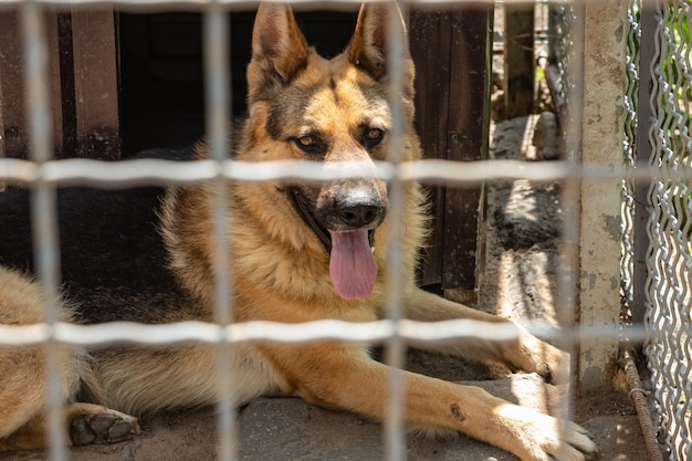 Deutscher Schäferhund sitzt in einer Voliere mit heraushängender Zunge