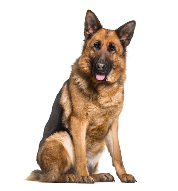 Deutscher Schäferhund sitzt und keucht