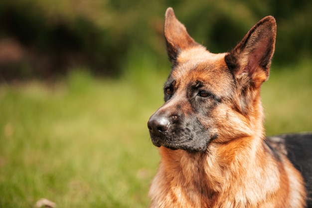 Deutscher Schäferhund spielt auf dem Rasen im Park. Porträt eines reinrassigen Hundes.