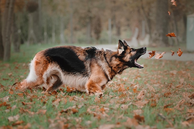 Deutscher Schäferhund springt und fängt fallende Herbstblätter im Park