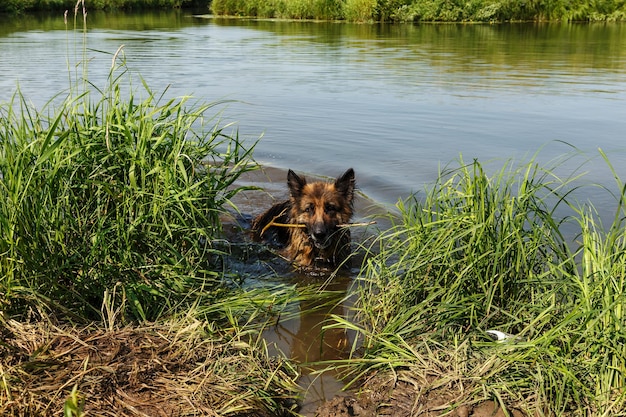 Deutscher Schäferhund steht mit einem Stock in den Zähnen im Wasser im Fluss