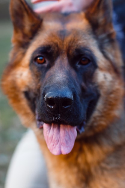 Deutscher Schäferhund steht neben seinem Besitzer im Wald