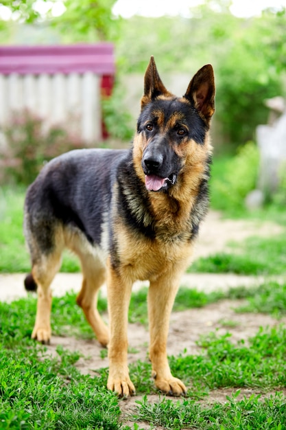 Deutscher Schäferhund sticht auf das Gras im Park