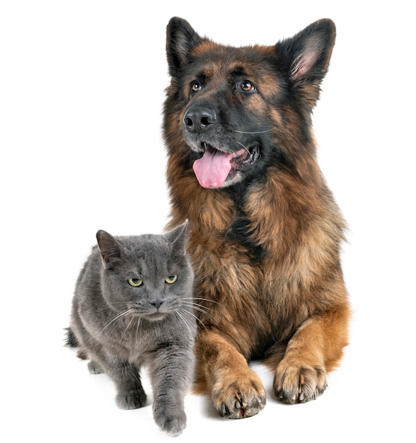 Deutscher Schäferhund und Katze