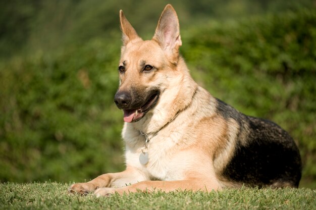 Deutscher Schäferhund vorne auf verschwommener grüner Natur