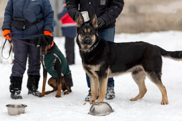 Deutscher Schäferhund Wach- und Polizeihund im Winter bei Kälte