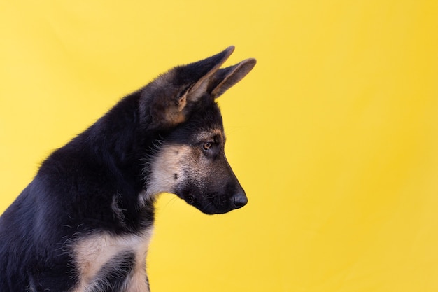 Deutscher Schäferhund Welpen schauen nach unten isoliert auf gelbem Hintergrund