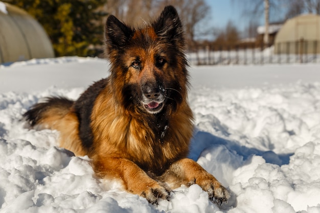 deutscher Schäferhund