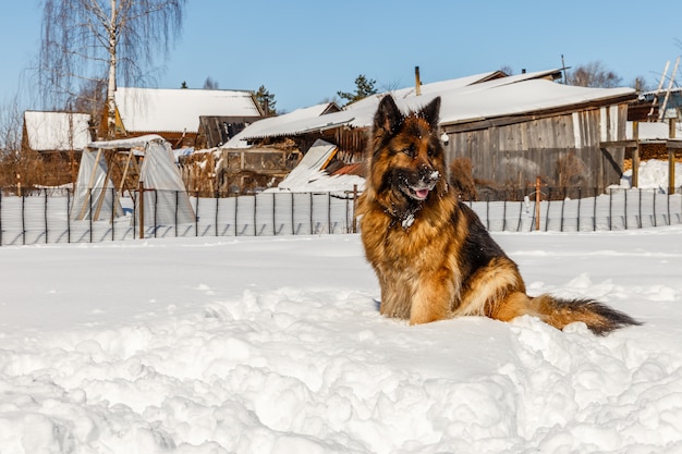 deutscher Schäferhund