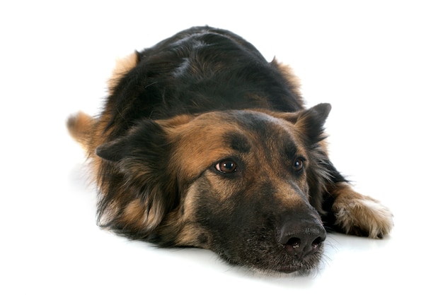 deutscher Schäferhund