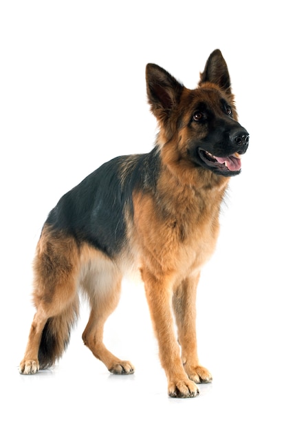 Deutscher Schäferhund