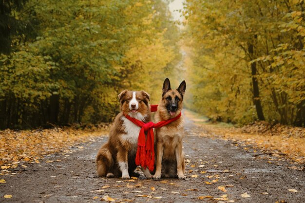 Deutscher und australischer Schäferhund, eingewickelt in einen warmen roten Strickschal, sitzen zusammen auf der Spur