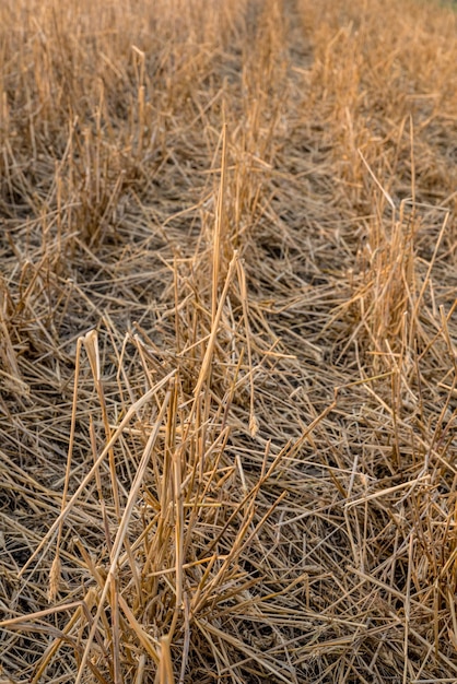 Devastação de granizo em um campo de trigo perto de stewart valley, sk