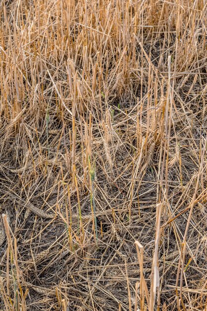 Devastación de granizo en un campo de trigo de pradera cerca de Stewart Valley, SK