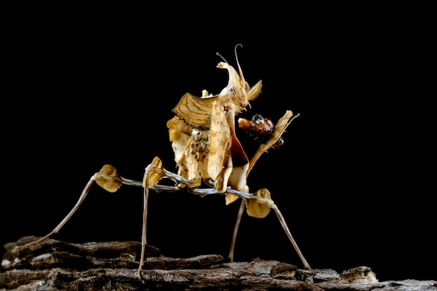 Devils Flower Mantis Nahaufnahme auf Holz