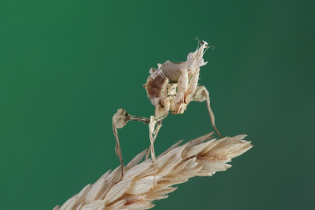 Devils Flower Mantis Nahaufnahme auf Moos mit natürlichem Hintergrund