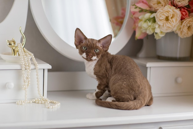 Devon Rex gatito de color chocolate y blanco sentado en la mesa de tocador